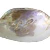 Scoică naturală Abalone 12-15 cm - ardere Palo Santo / Salvie